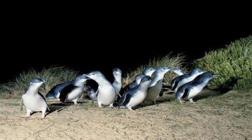 Afternoon Phillip Island Penguin Parade