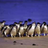 Phillip island little penguins