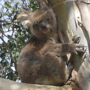 Koala in the wild