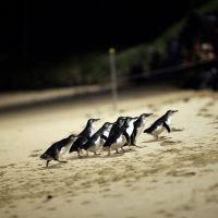 Penguins phillip island