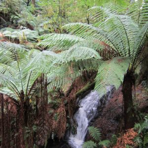 walk through the rainforest