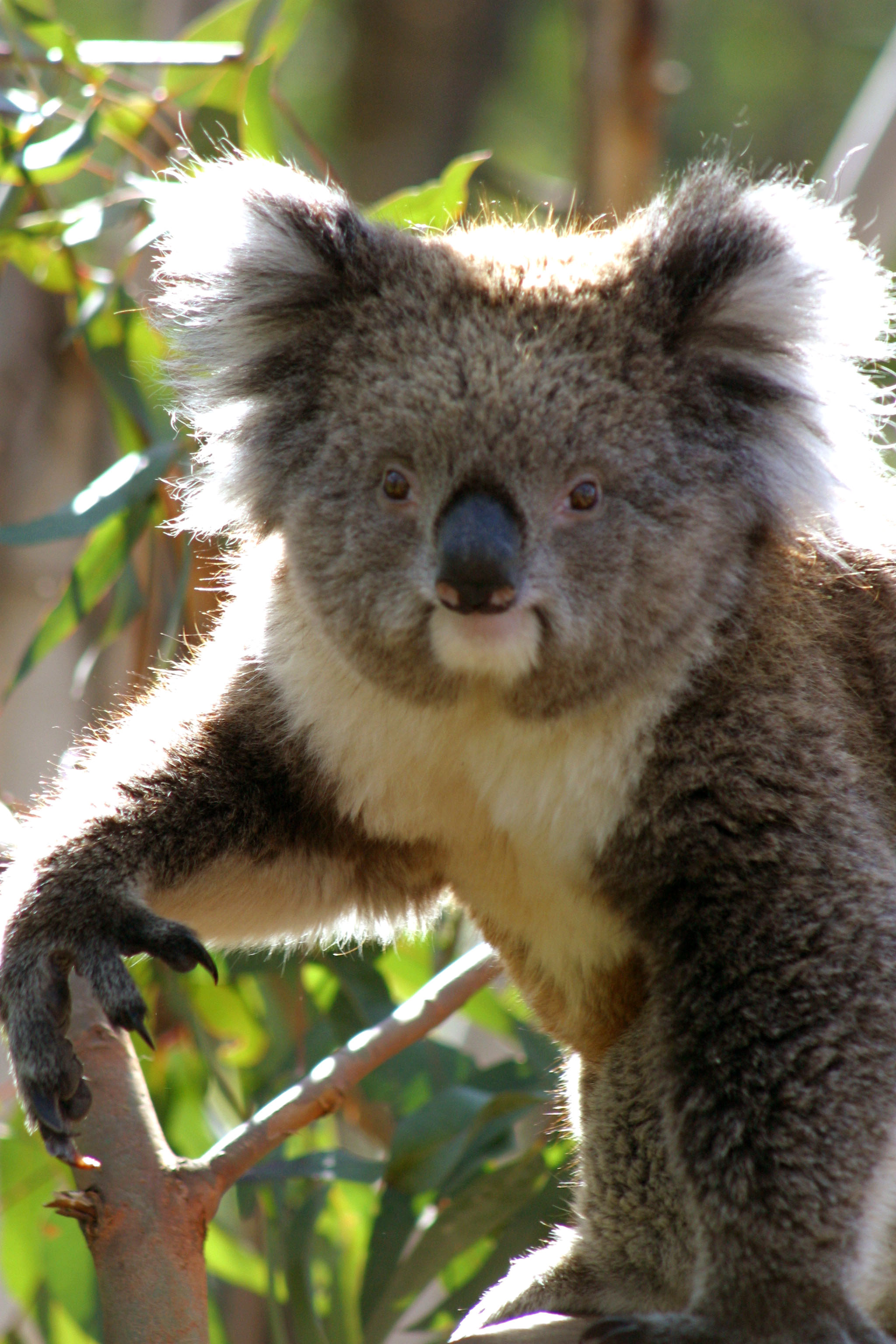 Koala hanging out!