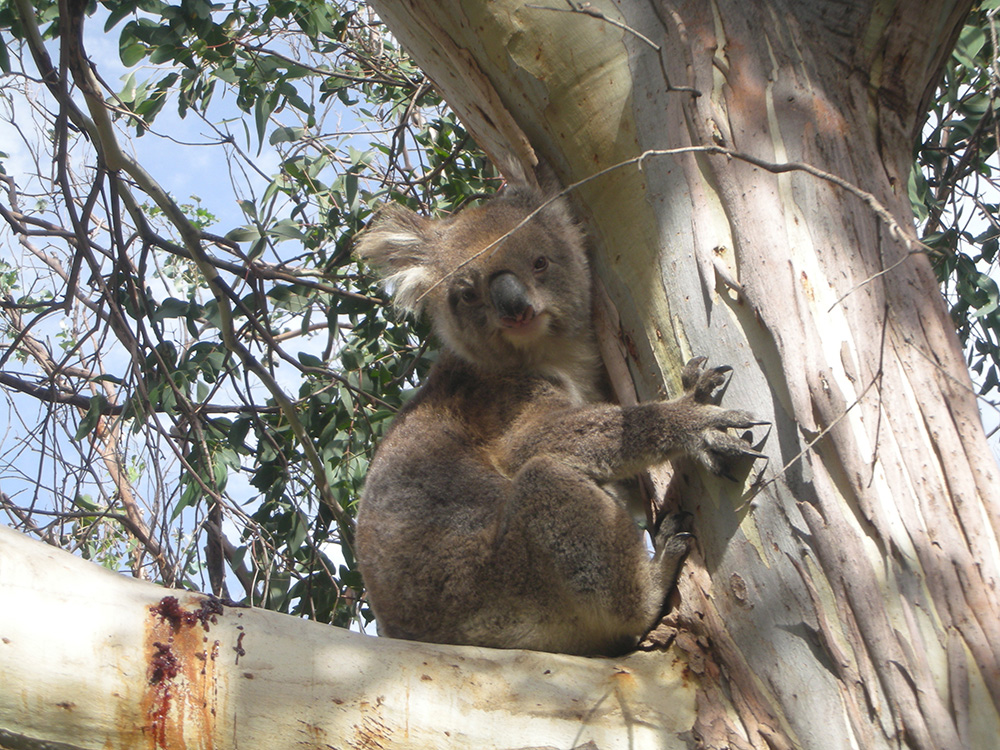 Koala up in a tree on the great ocean road