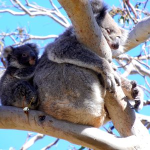 Koala on mums back