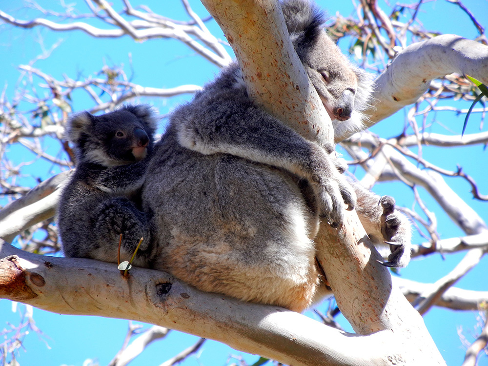 Koala on mums back