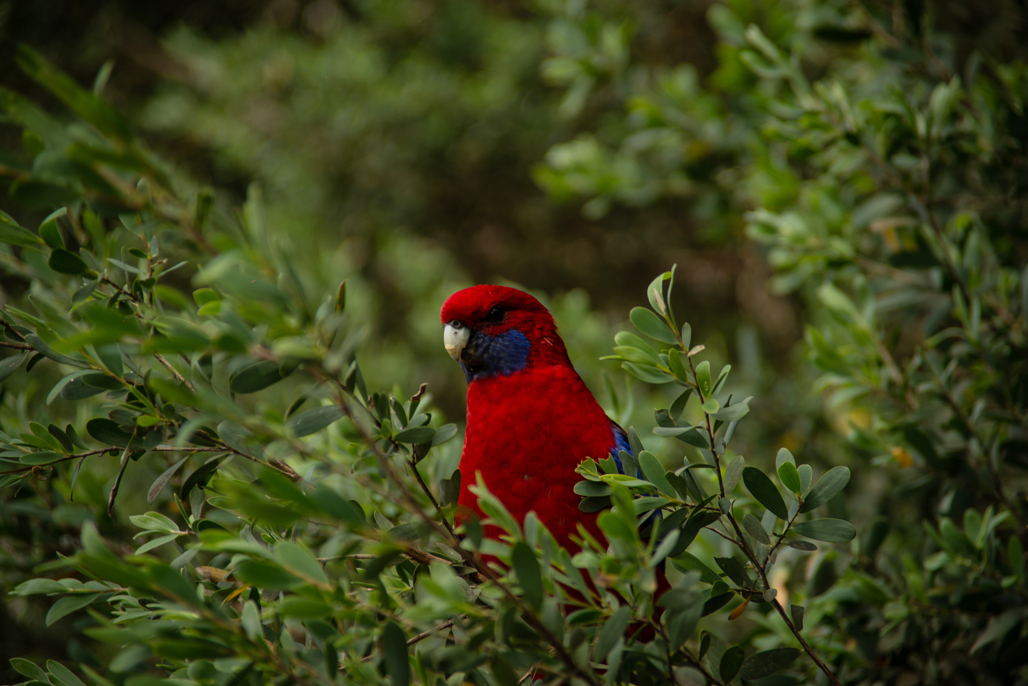 Crimson Rosella