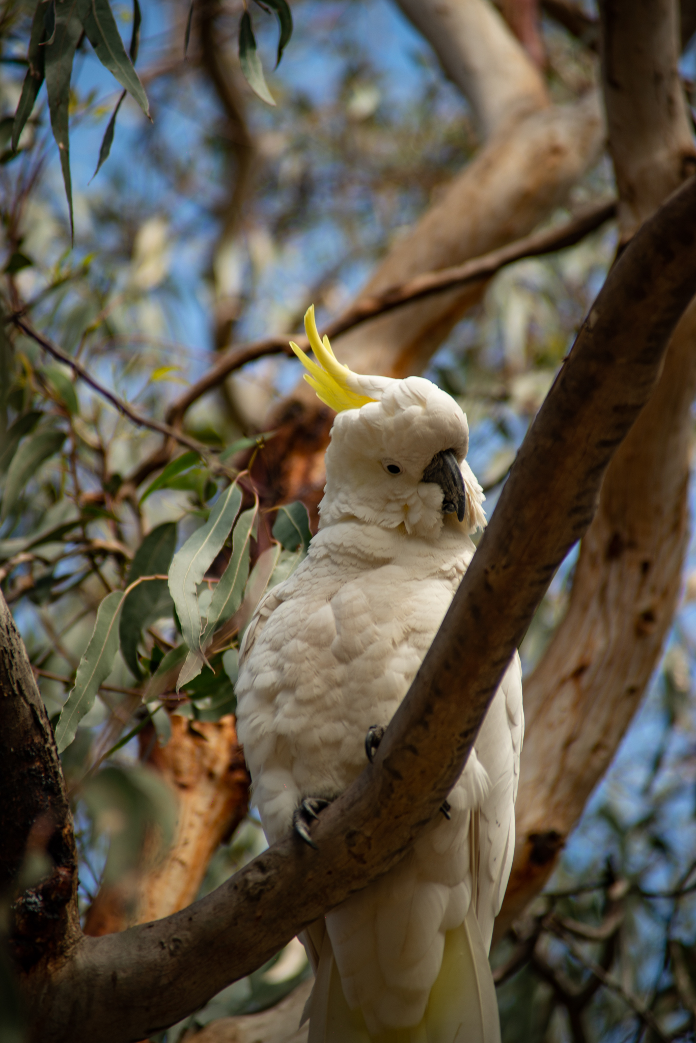 Sulphur Crested Cockatoos