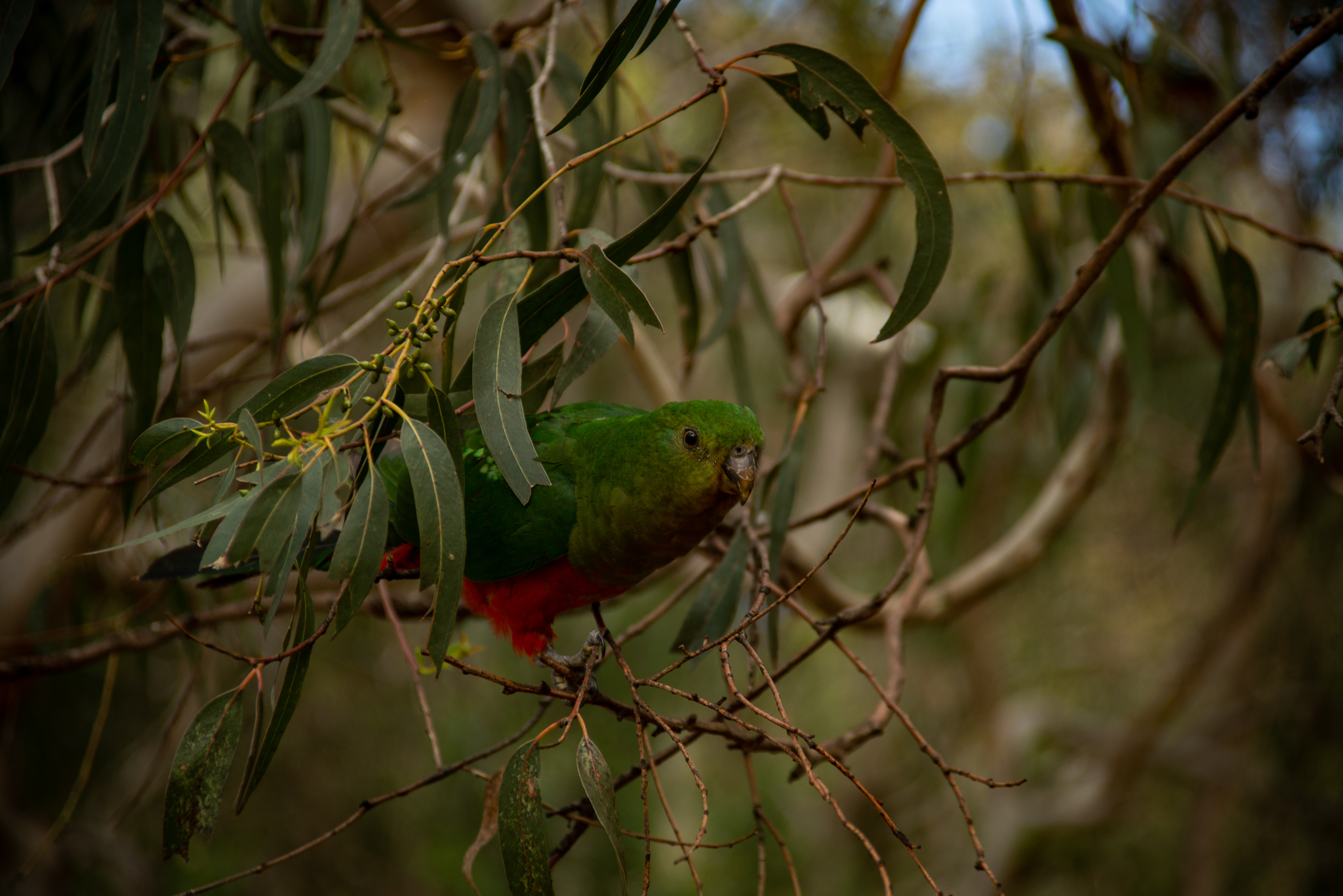 Female King Parrot