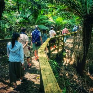 Walking through Ferns