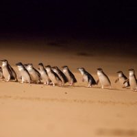Penguin Parade_09 – cropped