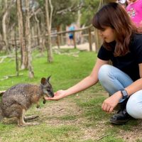 Wallaby